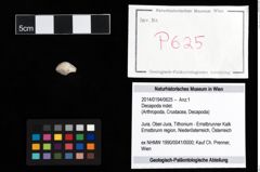 Foto (Objekt + Etikett) von Decapoda indet.  (NHMW-GEO-2014-0194-0625)